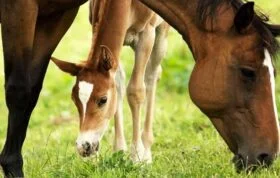 تولید اسب| تولید کره اسب