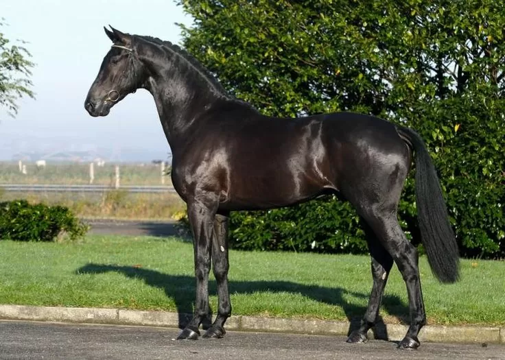 نژاد اسب KWPN (Dutch WarmBlood) | KWPN horses