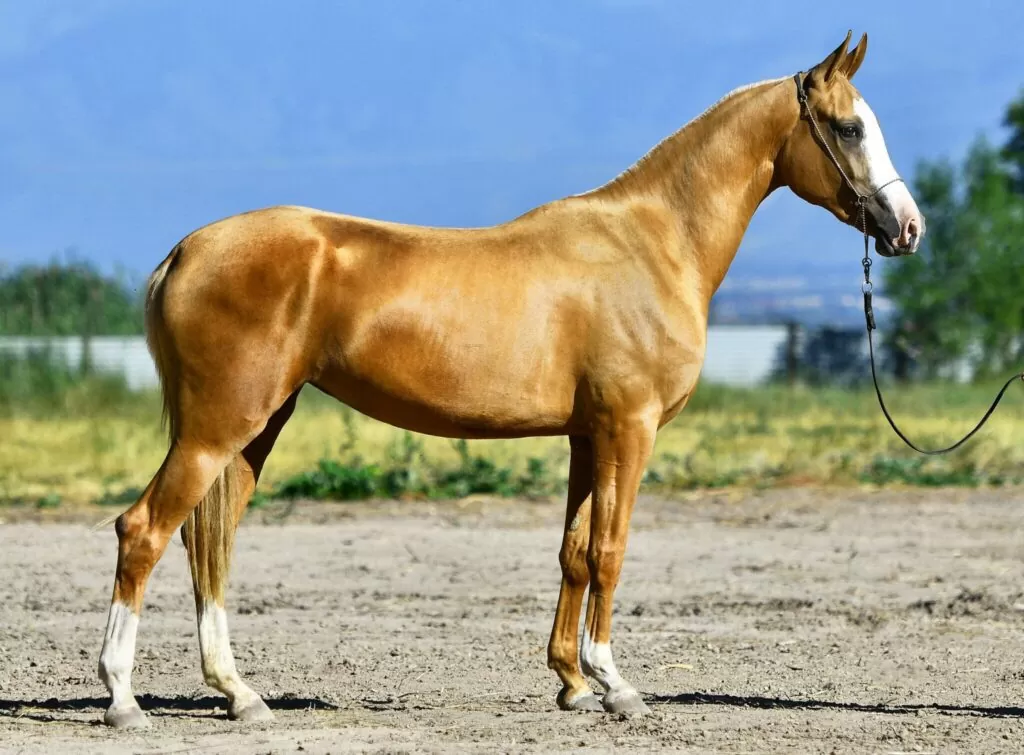 نژاد اسب آخال تکه | Akhal Teke horses