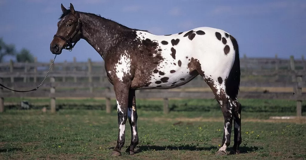 نژاد اسب آپالوسا | Apaloosa horses