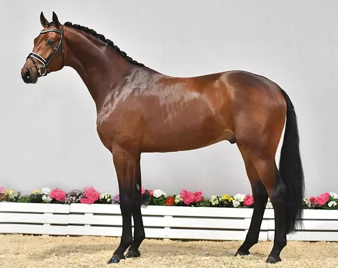 نژاد اسب الدنبرگ | Oldenburge horse