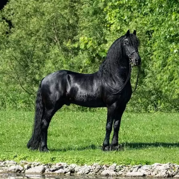 نژاد اسب فریزین | Friesian horses