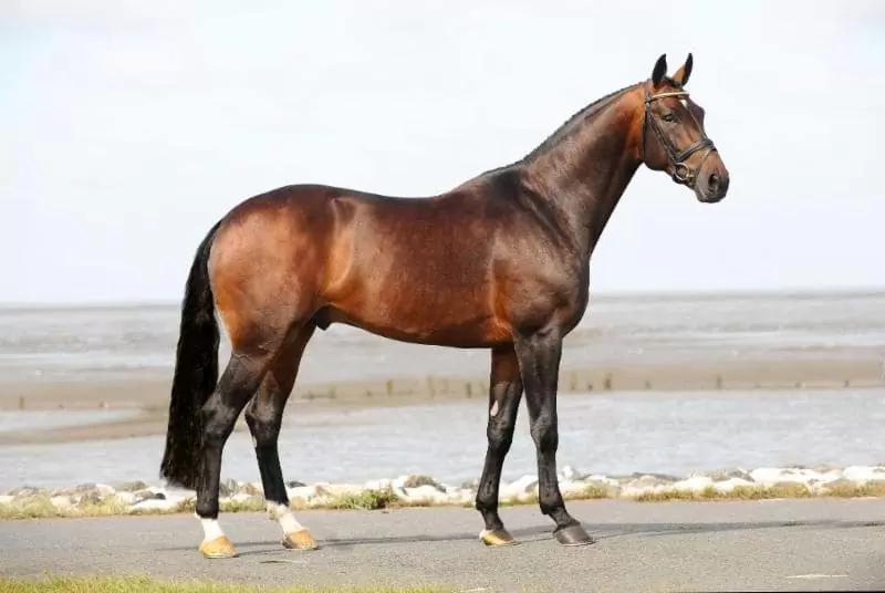 نژاد اسب هانوورین | Hanoverian horses