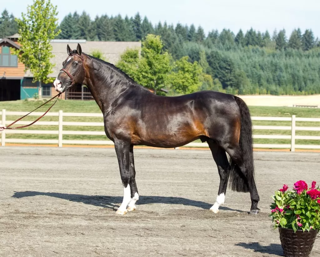 نژاد اسب هولشتاین | Holsteiner horse
