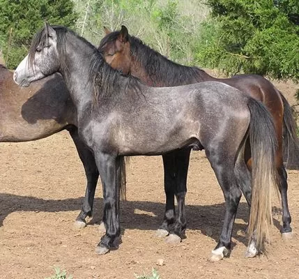 نژاد اسب کاسپین (اسبچه خزر) | Caspian horses
