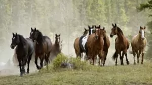 انواع نژاد اسب های ورزشی | نژاد های مختلف اسب ورزشی در ایران